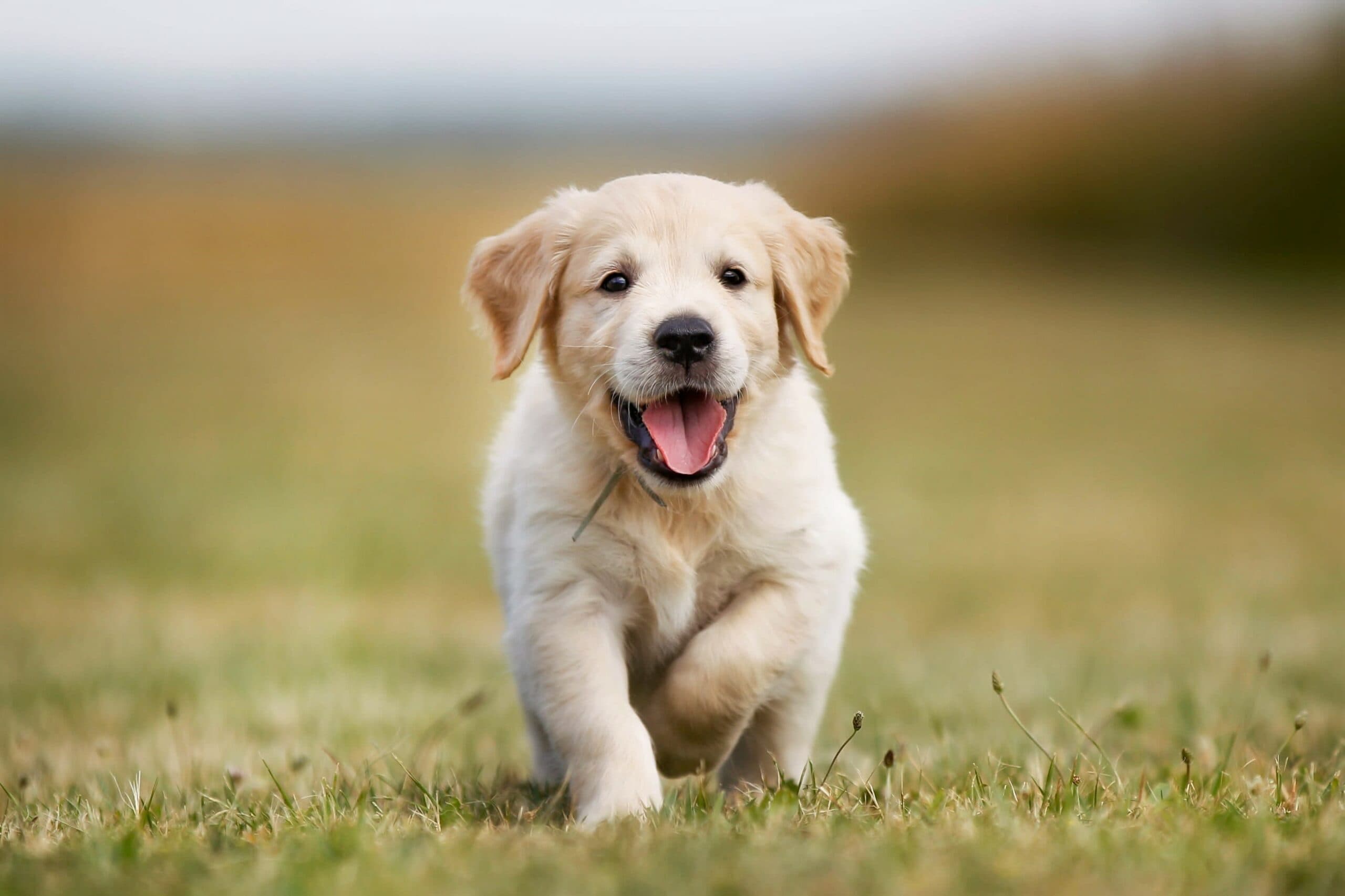 Puppy